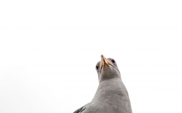 seagull, bird Wallpaper 2560x1600