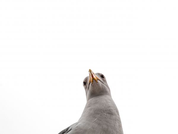 seagull, bird Wallpaper 1024x768