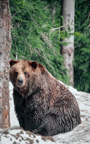 Обои 2884x4614 Британская Колумбия, Канада, медведь