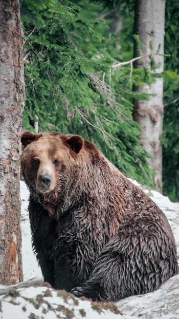 British Columbia, Canada, bear Wallpaper 640x1136