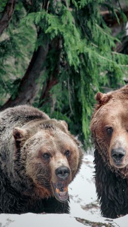 Обои 640x1136 медведи, гора Гроуз