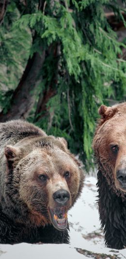 Обои 1440x2960 медведи, гора Гроуз