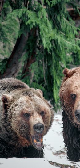 Обои 720x1520 медведи, гора Гроуз