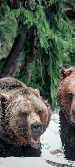 Обои 1080x2400 медведи, гора Гроуз