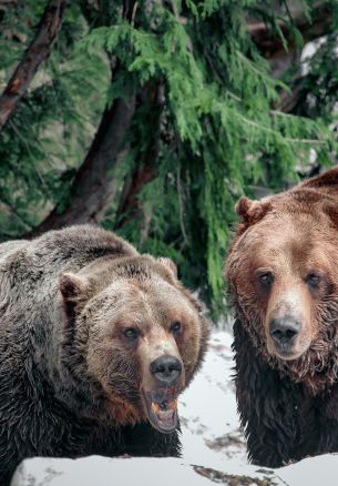 Обои 1640x2360 медведи, гора Гроуз