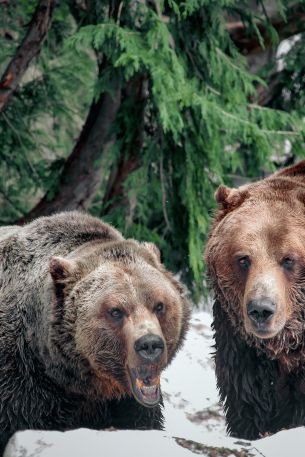 Обои 640x960 медведи, гора Гроуз