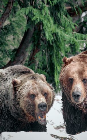 Обои 800x1280 медведи, гора Гроуз