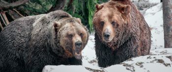 Обои 3440x1440 медведи, гора Гроуз