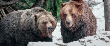 Обои 2560x1080 медведи, гора Гроуз