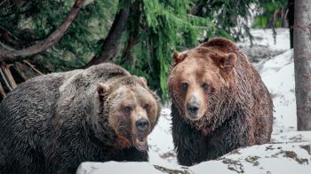 Обои 2048x1152 медведи, гора Гроуз