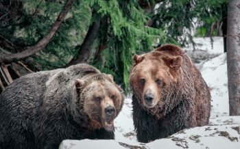 Обои 1920x1200 медведи, гора Гроуз