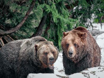 bears, Mount Grose Wallpaper 1024x768