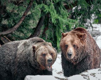 bears, Mount Grose Wallpaper 1280x1024