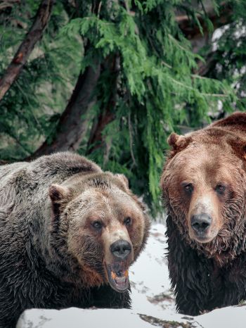 Обои 1620x2160 медведи, гора Гроуз