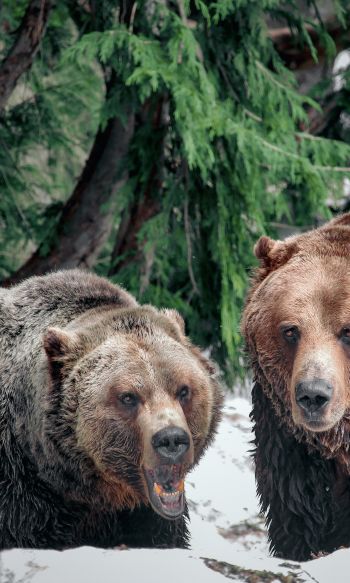 Обои 1200x2000 медведи, гора Гроуз
