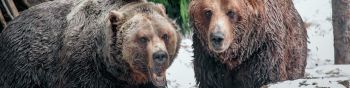 Обои 1590x400 медведи, гора Гроуз