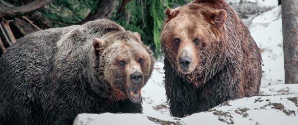 bears, Mount Grose Wallpaper 2560x1080