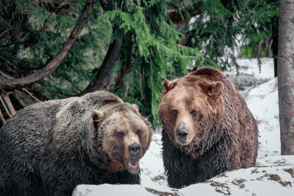 Обои 5184x3456 медведи, гора Гроуз