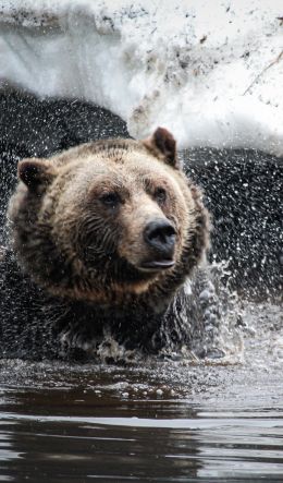 bear, water treatments Wallpaper 600x1024