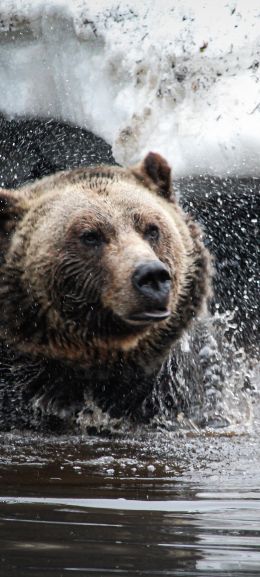 bear, water treatments Wallpaper 1080x2400