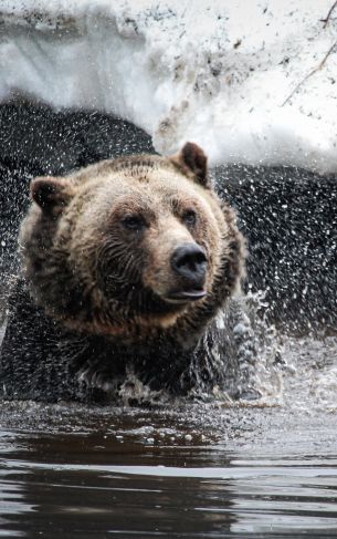 bear, water treatments Wallpaper 1752x2800