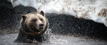 bear, water treatments Wallpaper 2560x1080