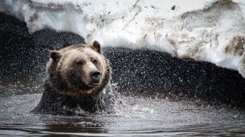 bear, water treatments Wallpaper 1600x900