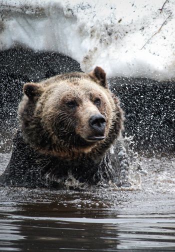 bear, water treatments Wallpaper 1640x2360