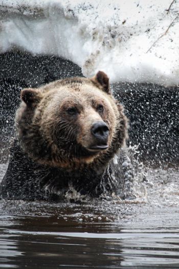 bear, water treatments Wallpaper 640x960