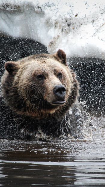 bear, water treatments Wallpaper 640x1136