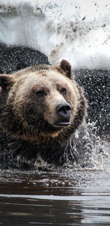 bear, water treatments Wallpaper 1080x2220