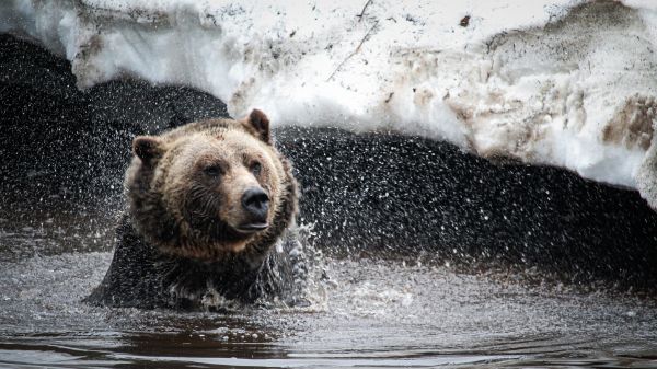 bear, water treatments Wallpaper 2560x1440