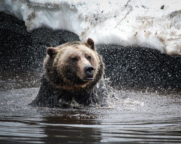 bear, water treatments Wallpaper 1280x1024