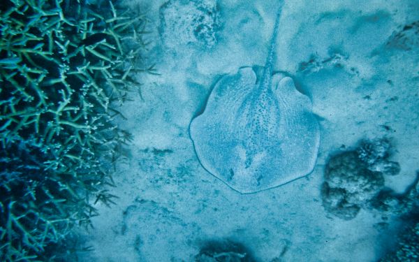 Maldives, underwater life Wallpaper 2560x1600