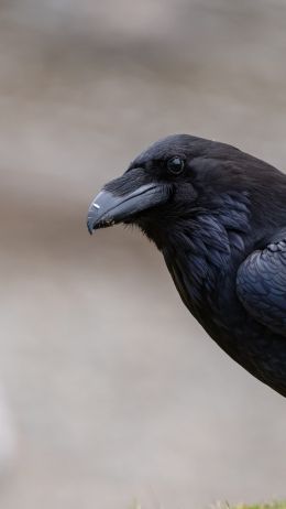 black raven, bird Wallpaper 2160x3840