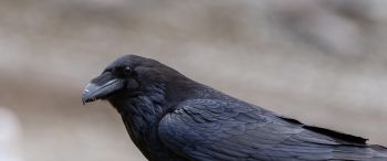 black raven, bird Wallpaper 3440x1440