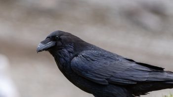 black raven, bird Wallpaper 2048x1152