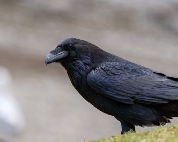 black raven, bird Wallpaper 1280x1024