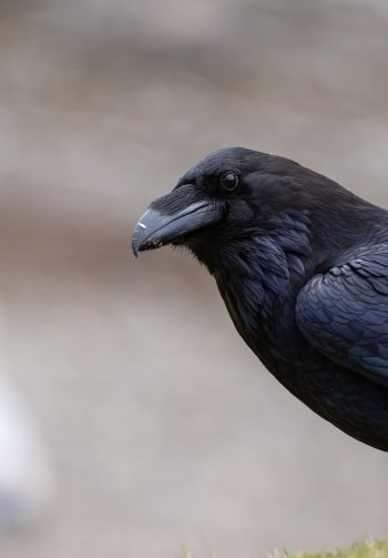 black raven, bird Wallpaper 1640x2360
