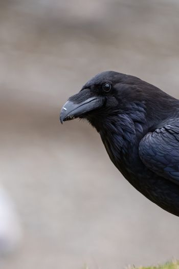black raven, bird Wallpaper 640x960
