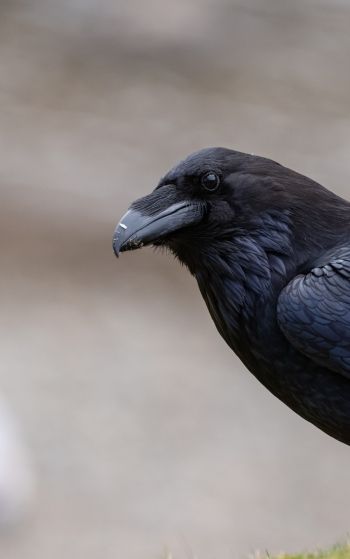 black raven, bird Wallpaper 1752x2800