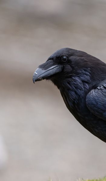 black raven, bird Wallpaper 600x1024