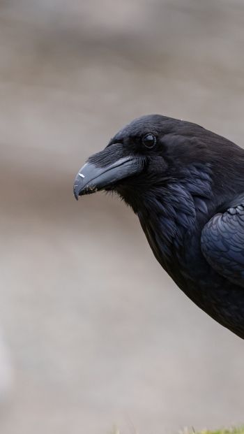 black raven, bird Wallpaper 640x1136