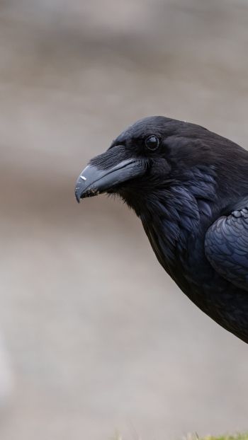 black raven, bird Wallpaper 1080x1920