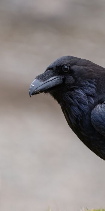black raven, bird Wallpaper 720x1440