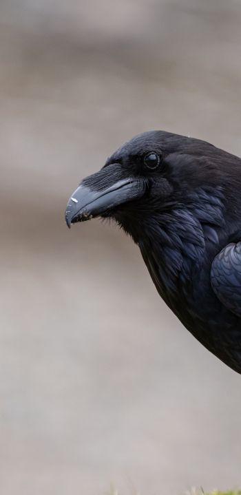 black raven, bird Wallpaper 1440x2960