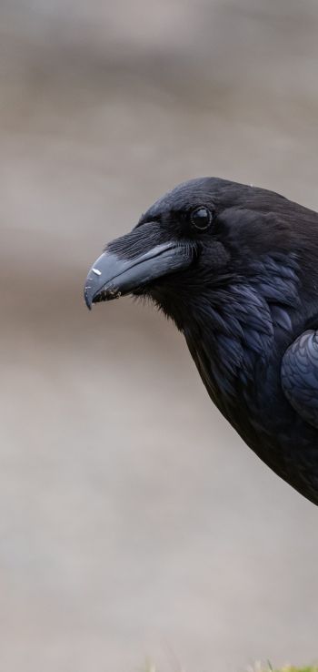 black raven, bird Wallpaper 1080x2280