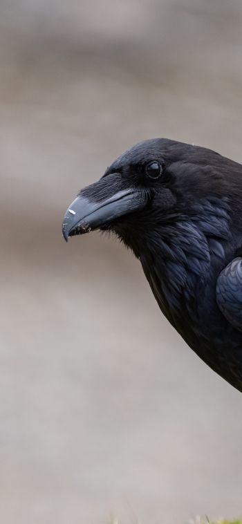 black raven, bird Wallpaper 1080x2340