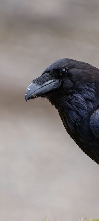 black raven, bird Wallpaper 1440x3200