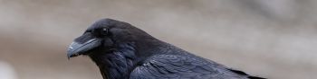 Обои 1590x400 черный ворон, птица